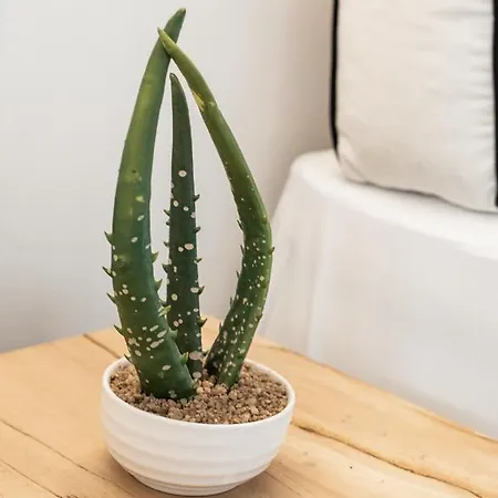 She Mykonos - Luxury Appartement